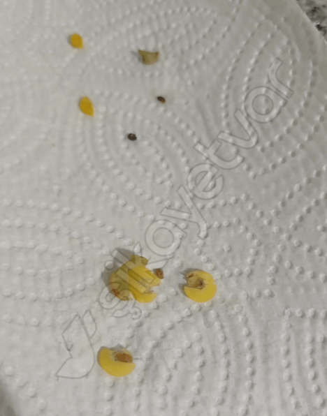 Gebze'de yaşayan bir vatandaş, zincir marketten aldığı Saban marka yeşil