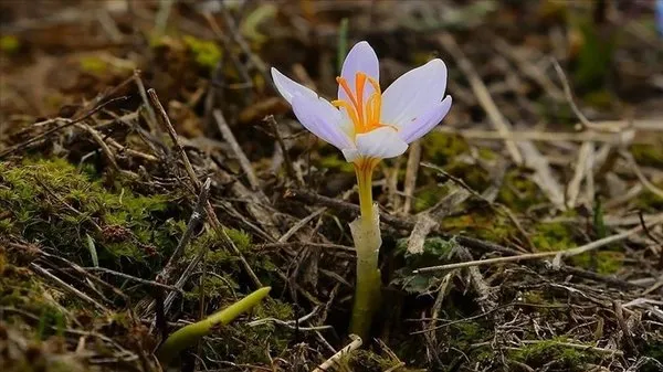 düşme