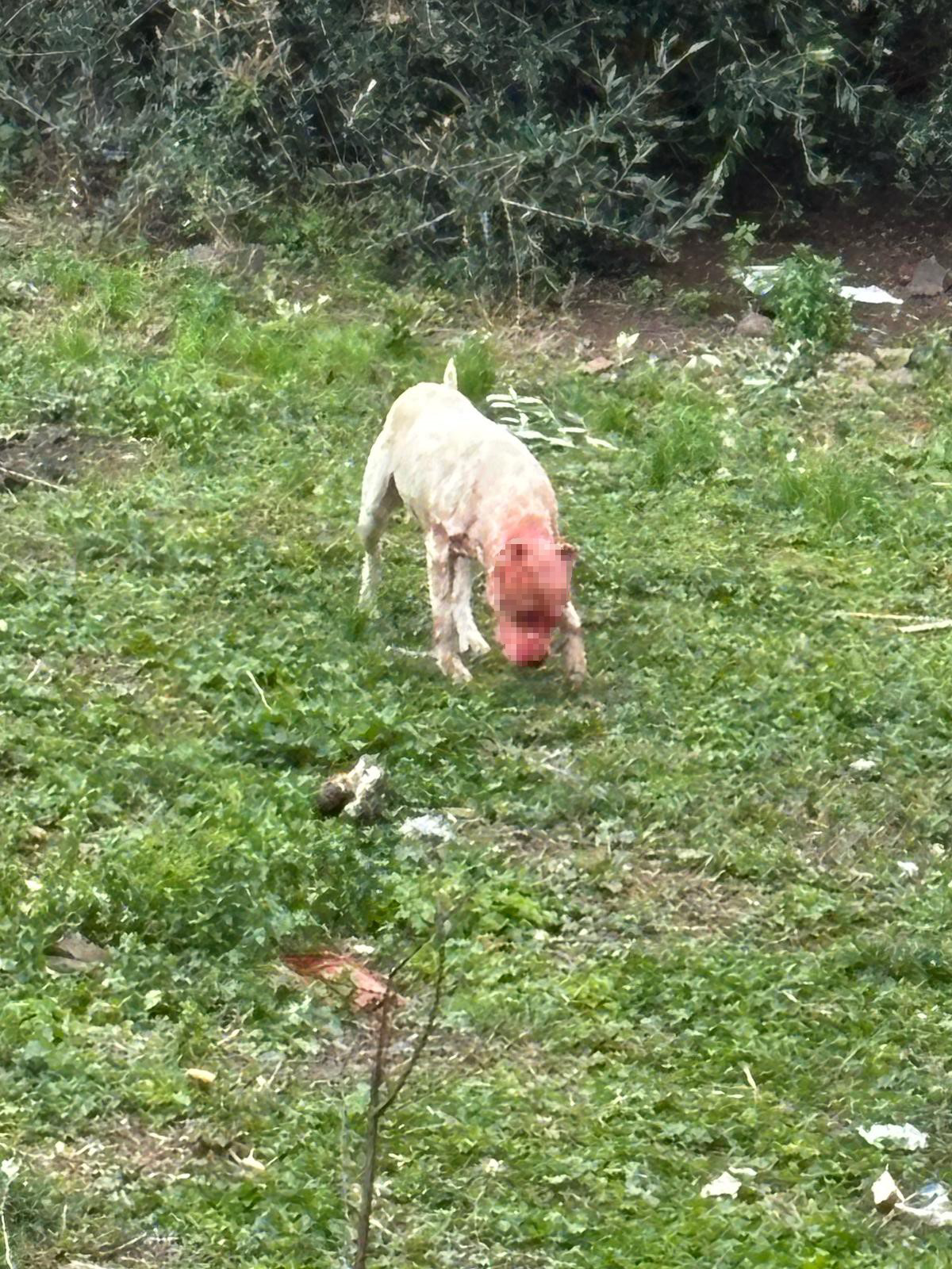 Kocaeli'de başıboş gezen pitbull, köpeğe saldırarak parçaladı. Pitpull saldırısından kurtarılmak