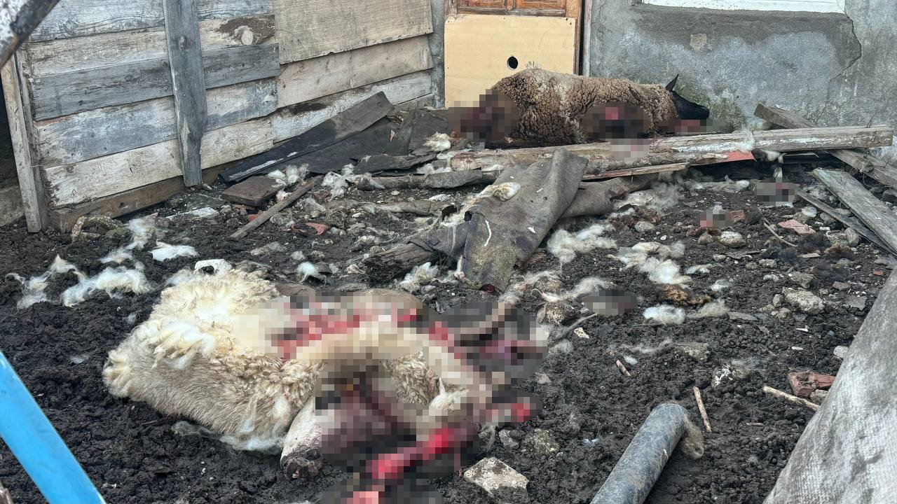 Bursa'da sahipsiz köpekler girdikleri ağıl ve kümeste 5 koyun ile