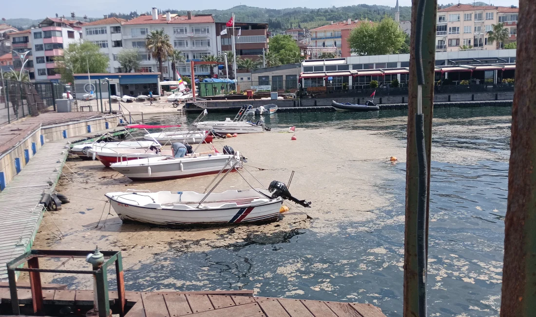 Kocaeli'nin Karamürsel sahili müsilajla kaplandı. Müsilaj sebebiyle teknelerde motor arızalanmaları