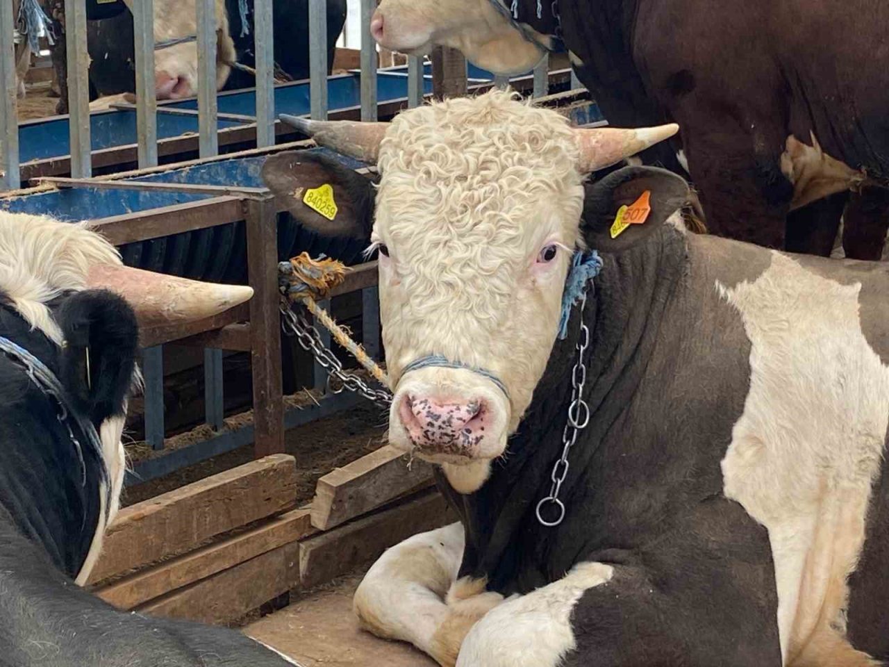 kurban