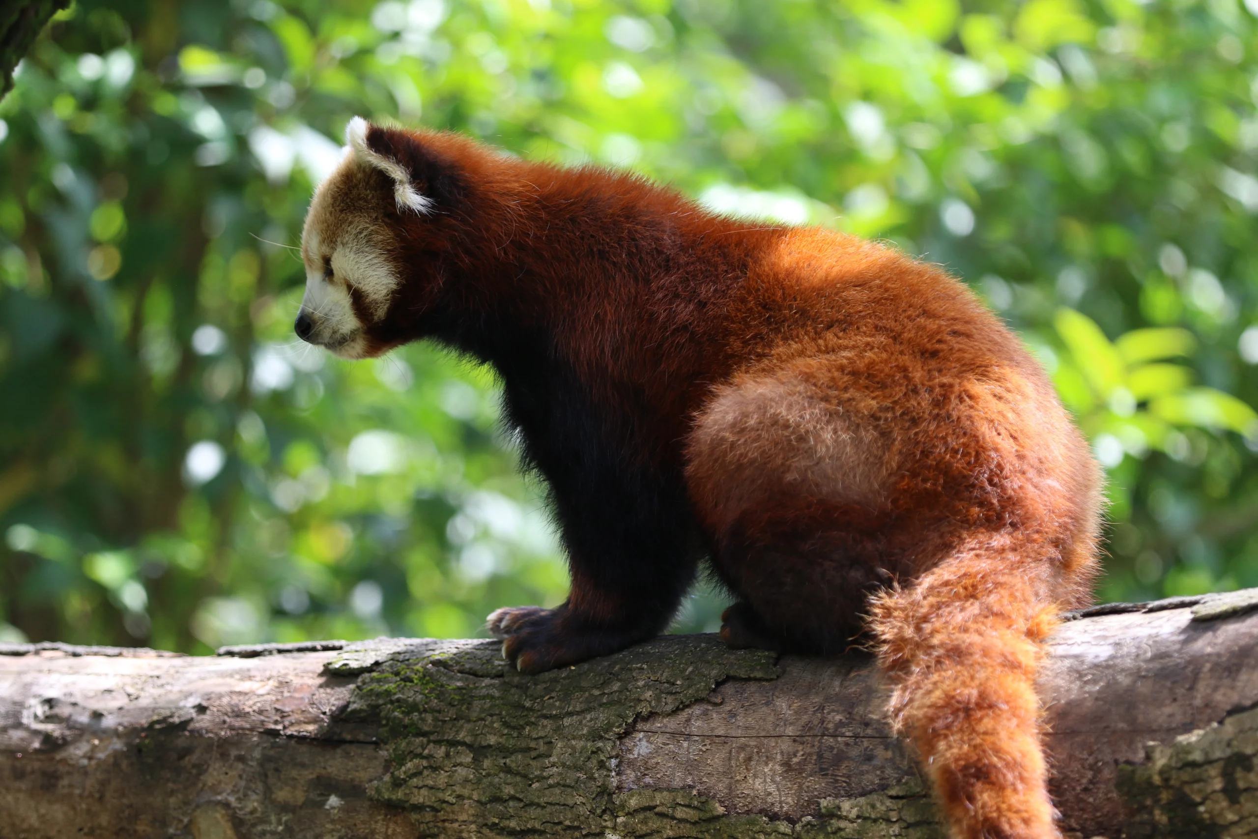 kızıl pandalar