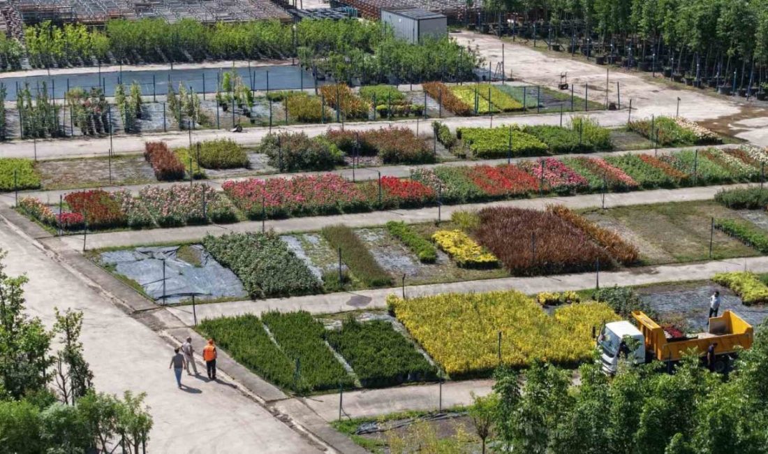 Kocaeli Büyükşehir Belediyesi’nin üretim fidanlığında yetiştirilen on binlerce fidan, kentin