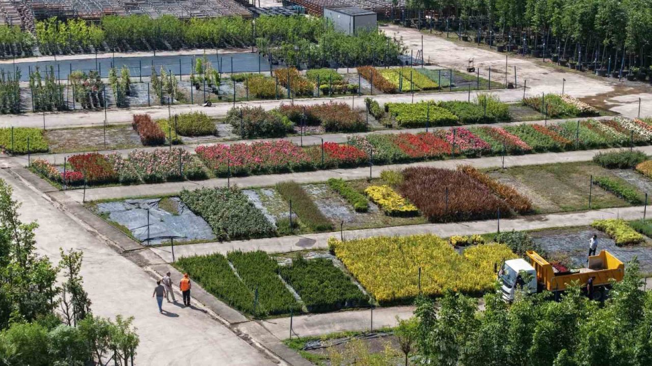 Kocaeli Büyükşehir Belediyesi’nin üretim fidanlığında yetiştirilen on binlerce fidan, kentin