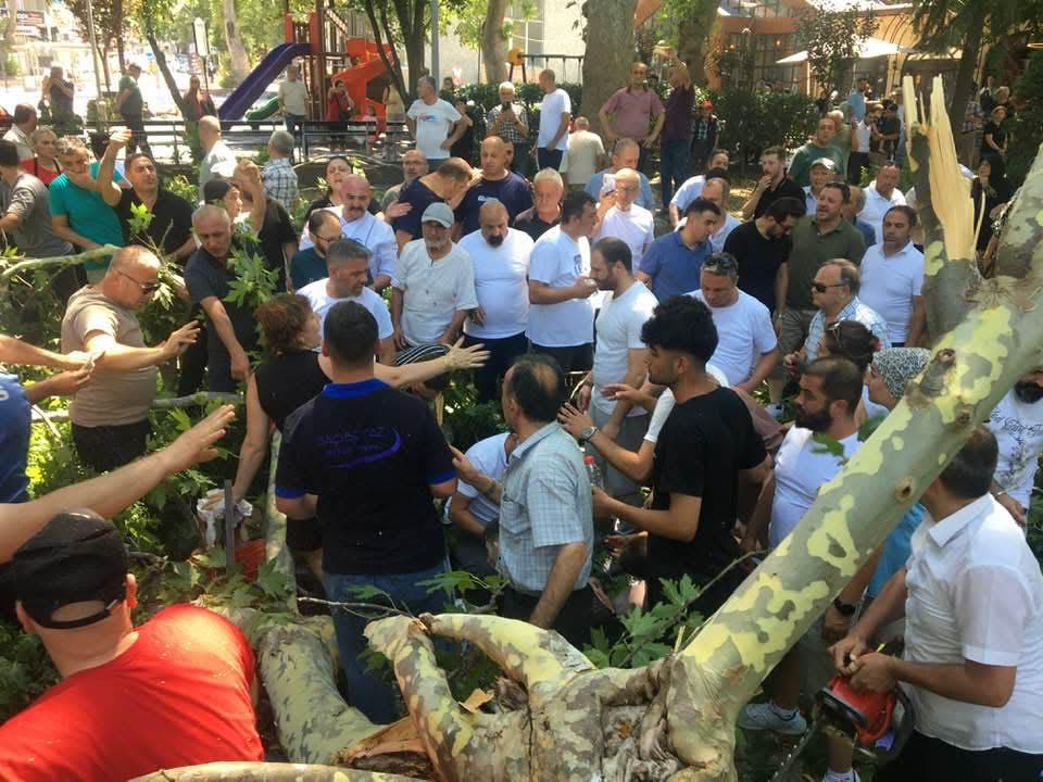 çınar