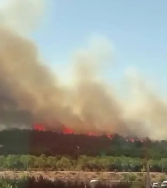 Kocaeli'nin Gebze ilçesinde ormanlık alanda yangın çıktı. Kocaeli Büyükşehir Belediye