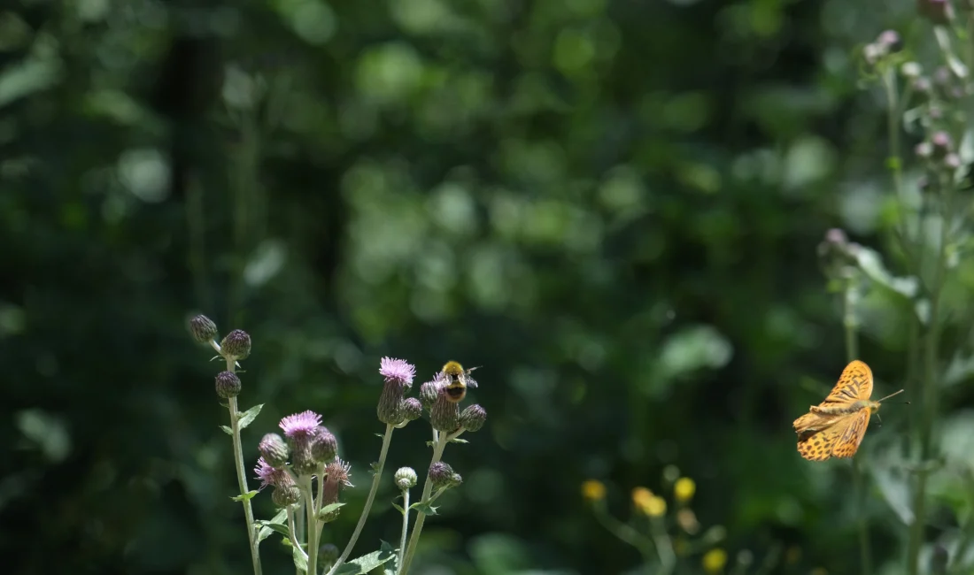Kuzuyayla Tabiat Parkı'nda düzenlenen "TÜR SAY" etkinliğine katılan 100'ü aşkın