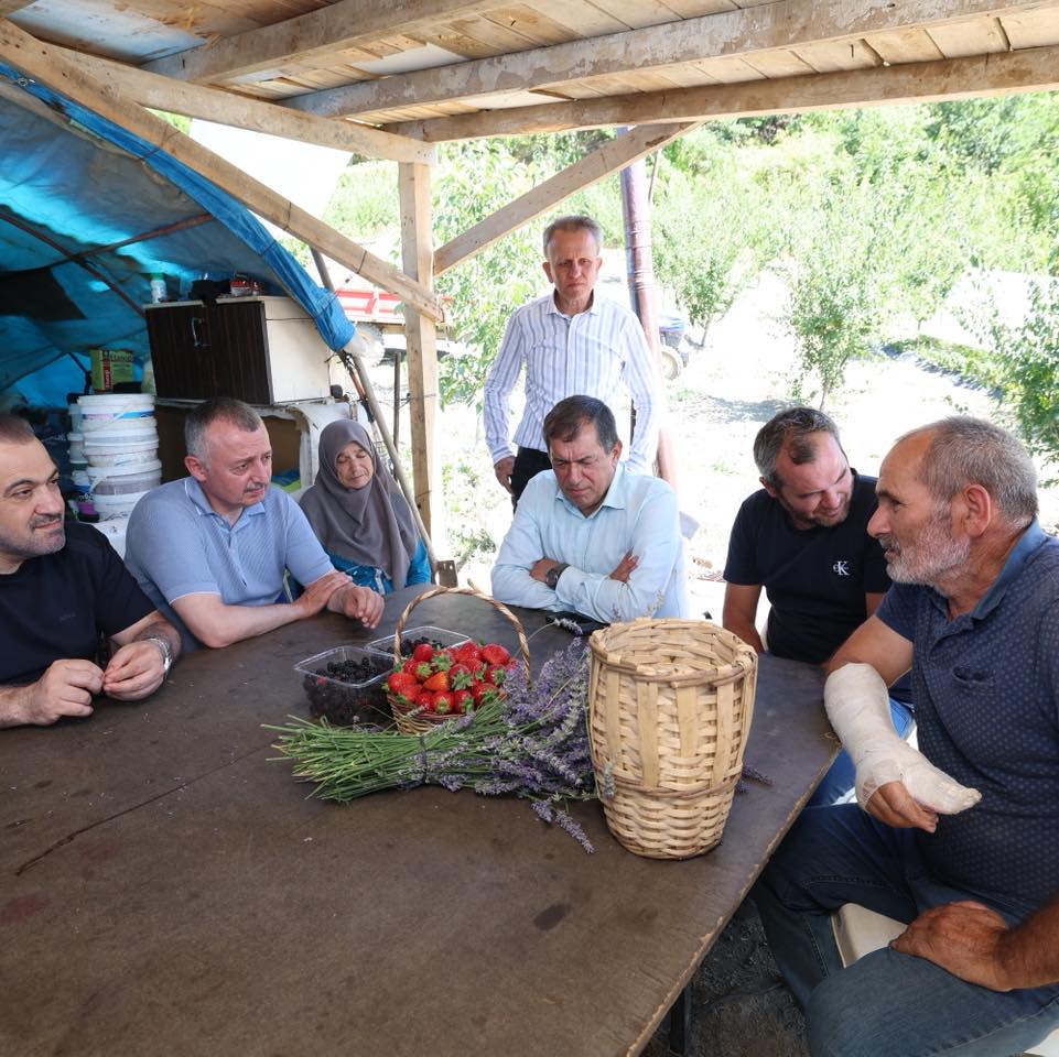 çilek hasadı
