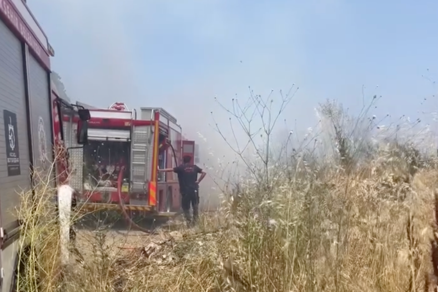 ormanlık
