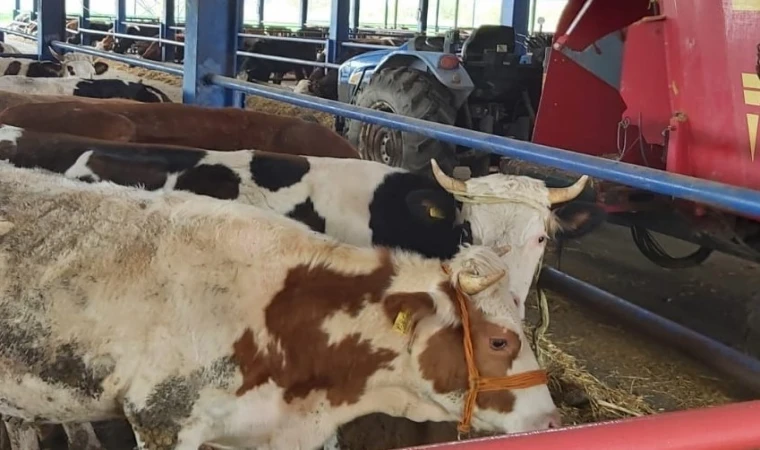 Tarım ve Orman Bakanlığı, Kurban Bayramı sonrası artan şap vakaları