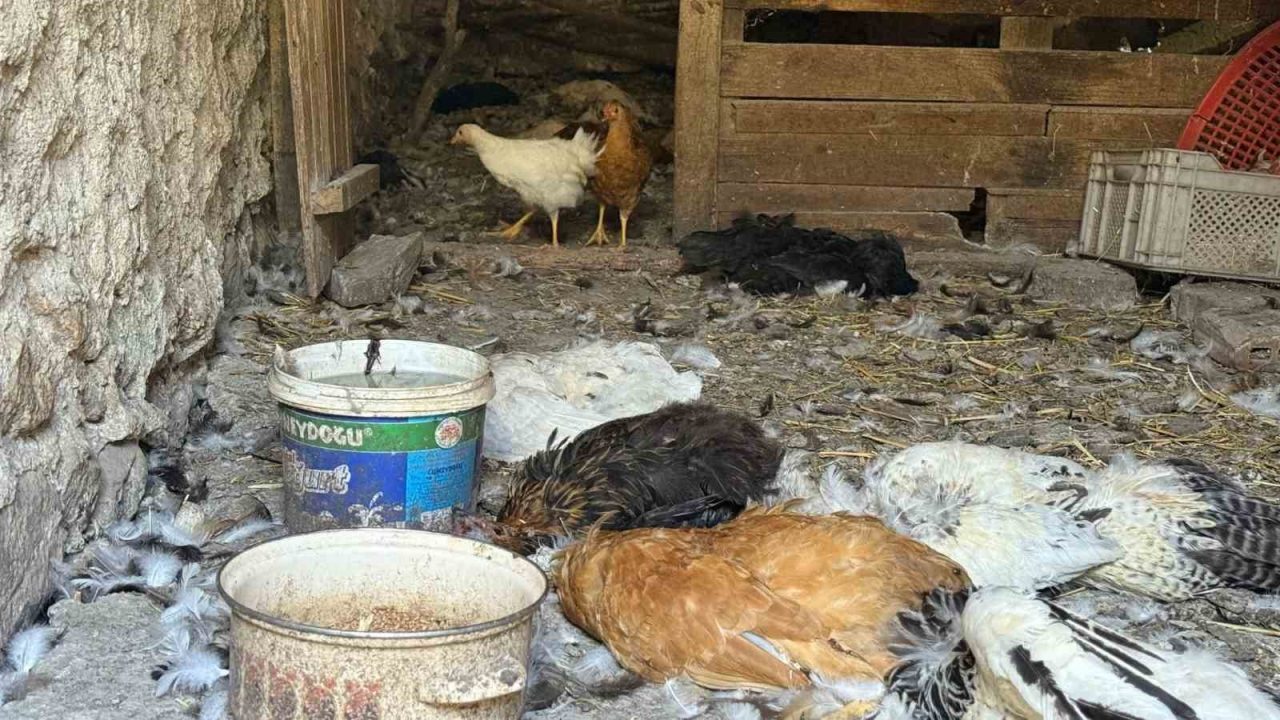 22 yıllık