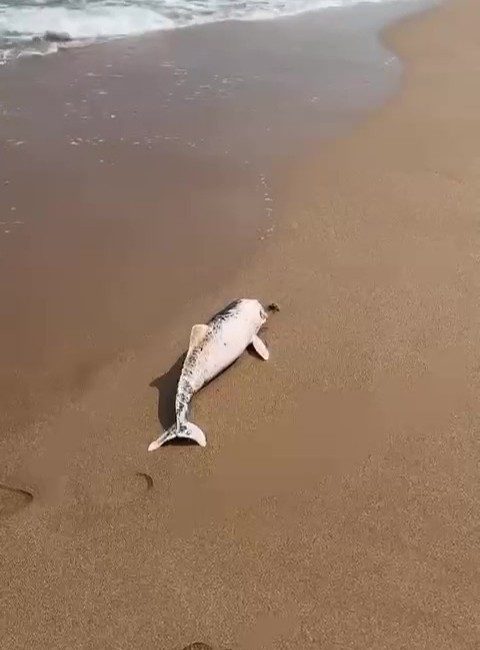 Kocaeli'nin Kandıra Sarısu Plajı'nda karaya vurmuş ölü yunus yavrusu cep