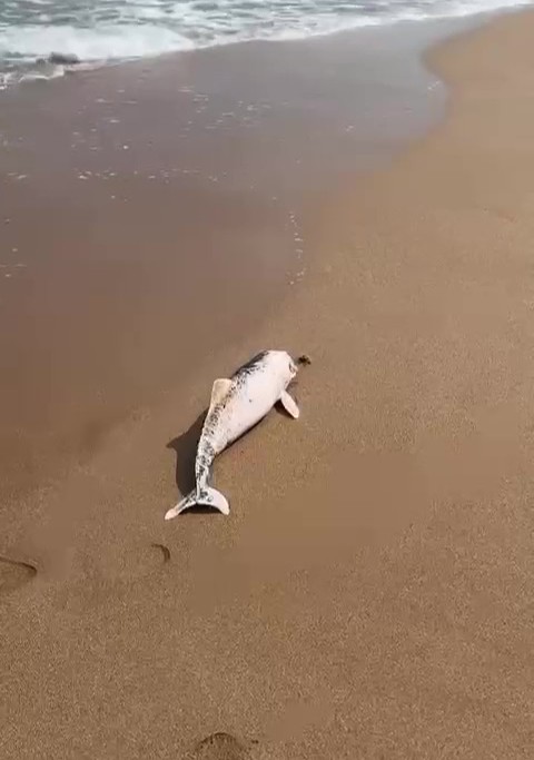 Kocaeli'nin Kandıra Sarısu Plajı'nda karaya vurmuş ölü yunus yavrusu cep