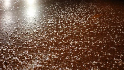 Sakarya'da her yıl temmuz ve ağustos ayında erginleşerek Sakarya Nehri'nden