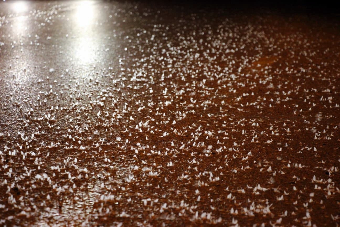 Sakarya'da her yıl temmuz ve ağustos ayında erginleşerek Sakarya Nehri'nden