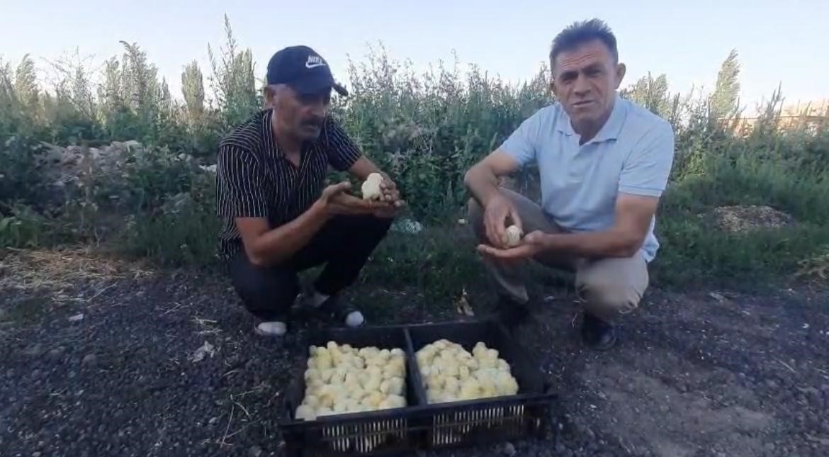 Nevşehir Derinkuyu ilçesine bağlı Yazıhüyük kasabasında yaşayan İskender Çelik’in kuluçka