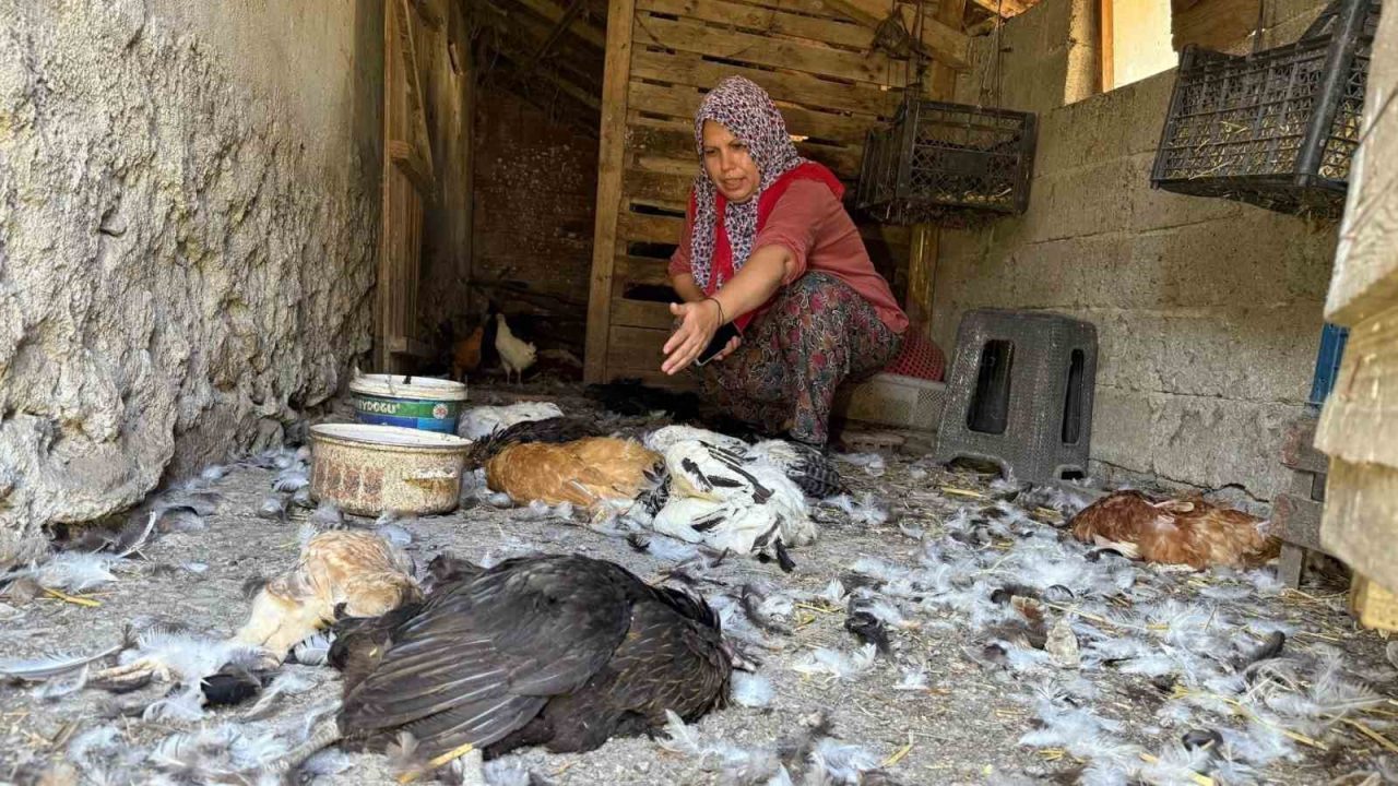 22 yıllık