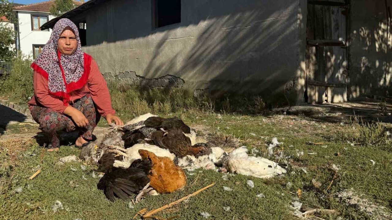 22 yıllık