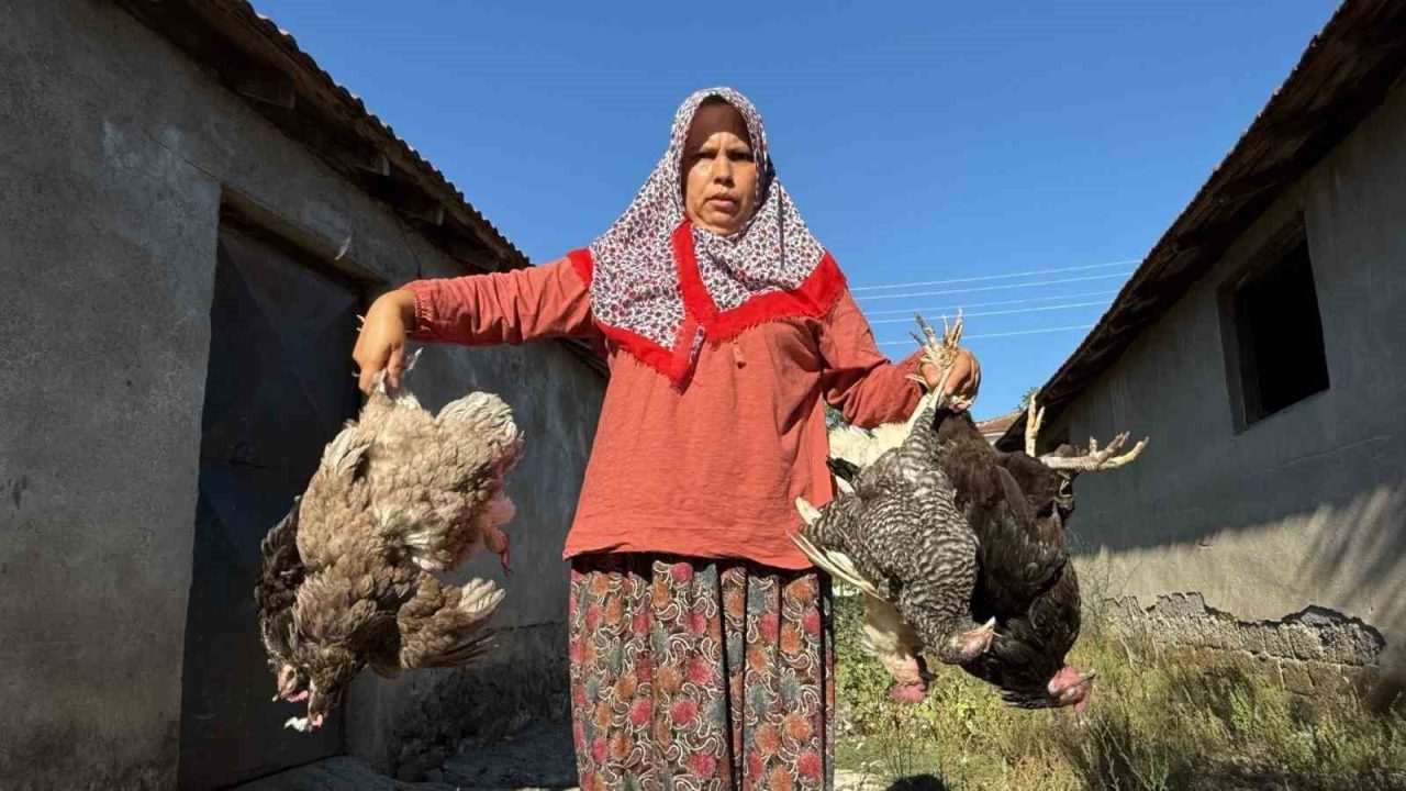 22 yıllık