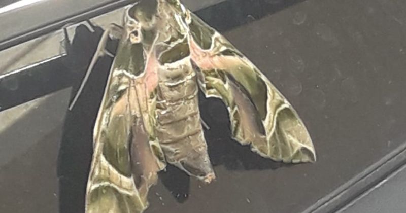 Türüne nadiren rastlanan kamuflaj desenli 'mekik kelebeği' Körfez ilçesinde bir