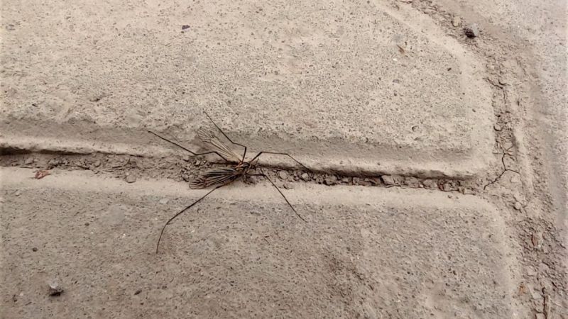Büyükşehir Belediyesi, mevsimsel olarak görülen ve sivrisinek ile karıştırılan çayır