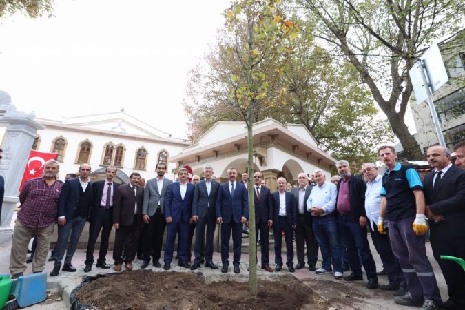 İzmit'te devrilme riski olduğu için kesilen asırlık çınarın yerine fidan