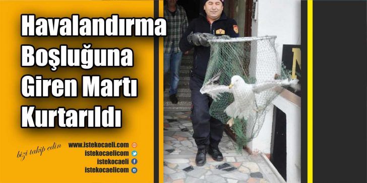 İzmit’te, bir apartmanın havalandırma boşluğuna girerek mahsur kalan martı, itfaiye