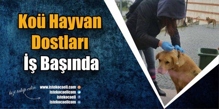Kocaeli Üniversitesi Hayvan Dostları köpeklere bakım yaptı. Bir çok gönüllü