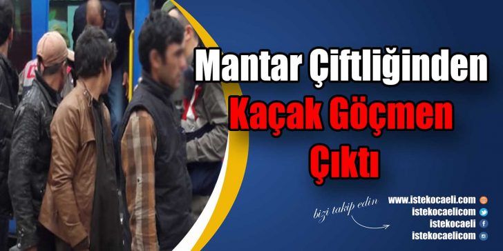 Kocaeli’nin Dilovası ilçesinde jandarma ekiplerince mantar çiftliğine yapılan baskında Afganistan