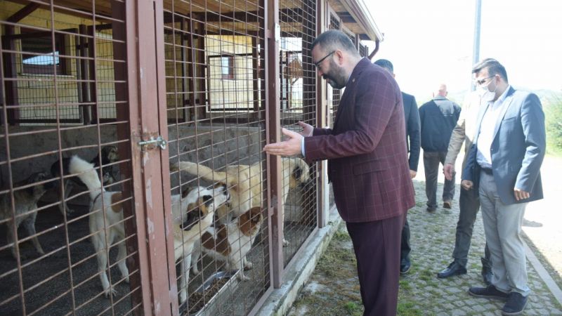 Kocaeli'nin Kandıra ilçesinde sağlıksız koşullarda bakıldıklarının tespit edilmesinin ardından Kocaeli