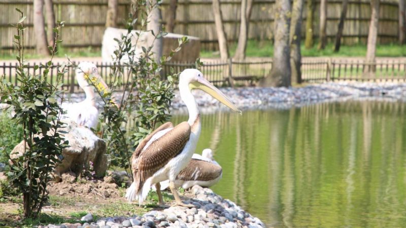 Avrupa'nın en büyük doğal yaşam parkı olan Ormanya, Afyonkarahisar'dan getirilen