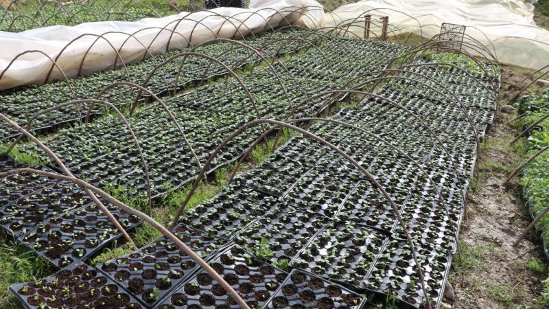 Kocaeli’nin Kandıra ilçesinde, ufak çapta da olsa organik bahçe hazırlamak