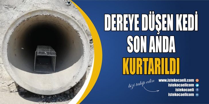 Kocaeli’de dereye düşen ve mahsur kalan kedi, Büyükşehir Belediyesi İtfaiye