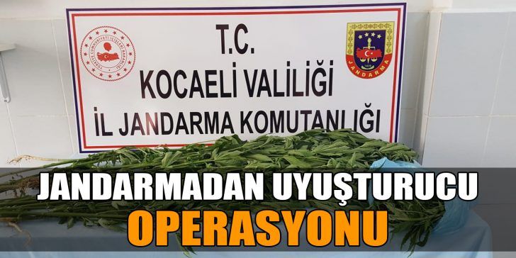 Kocaeli’nin İzmit ilçesinde ormanlık alana ekilmiş 67 kök kenevir ile