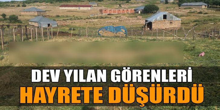 Bingöl merkeze bağlı Sancak beldesinde ot biçme sırasında farkedilen dev