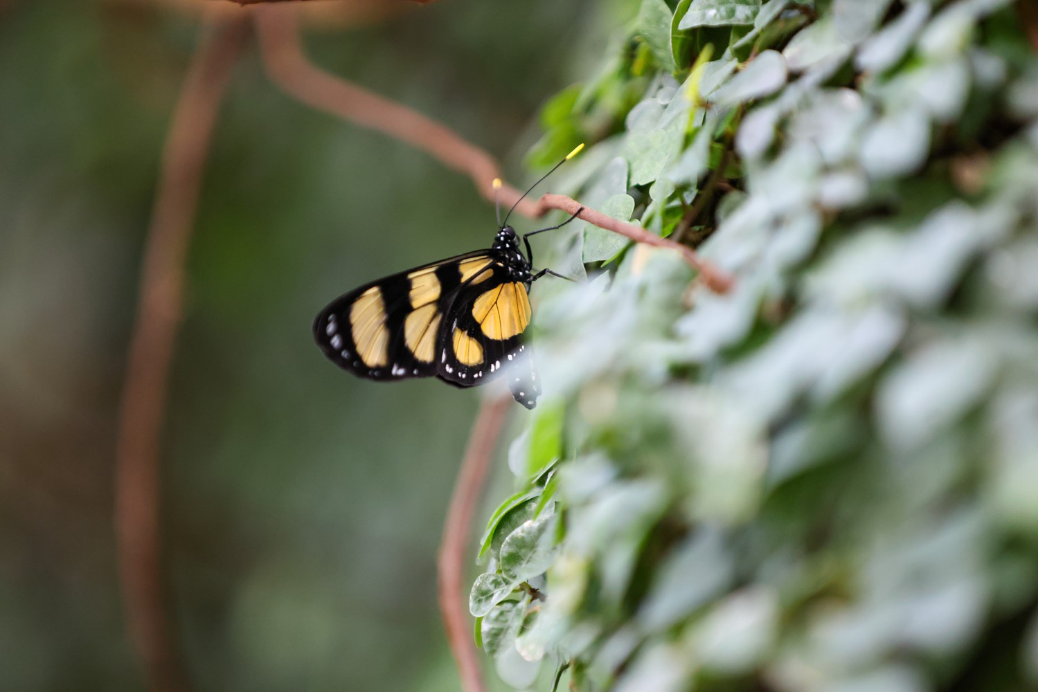 Konya'da en çok ziyaret edilen yerlerin başında gelen Tropikal Kelebek