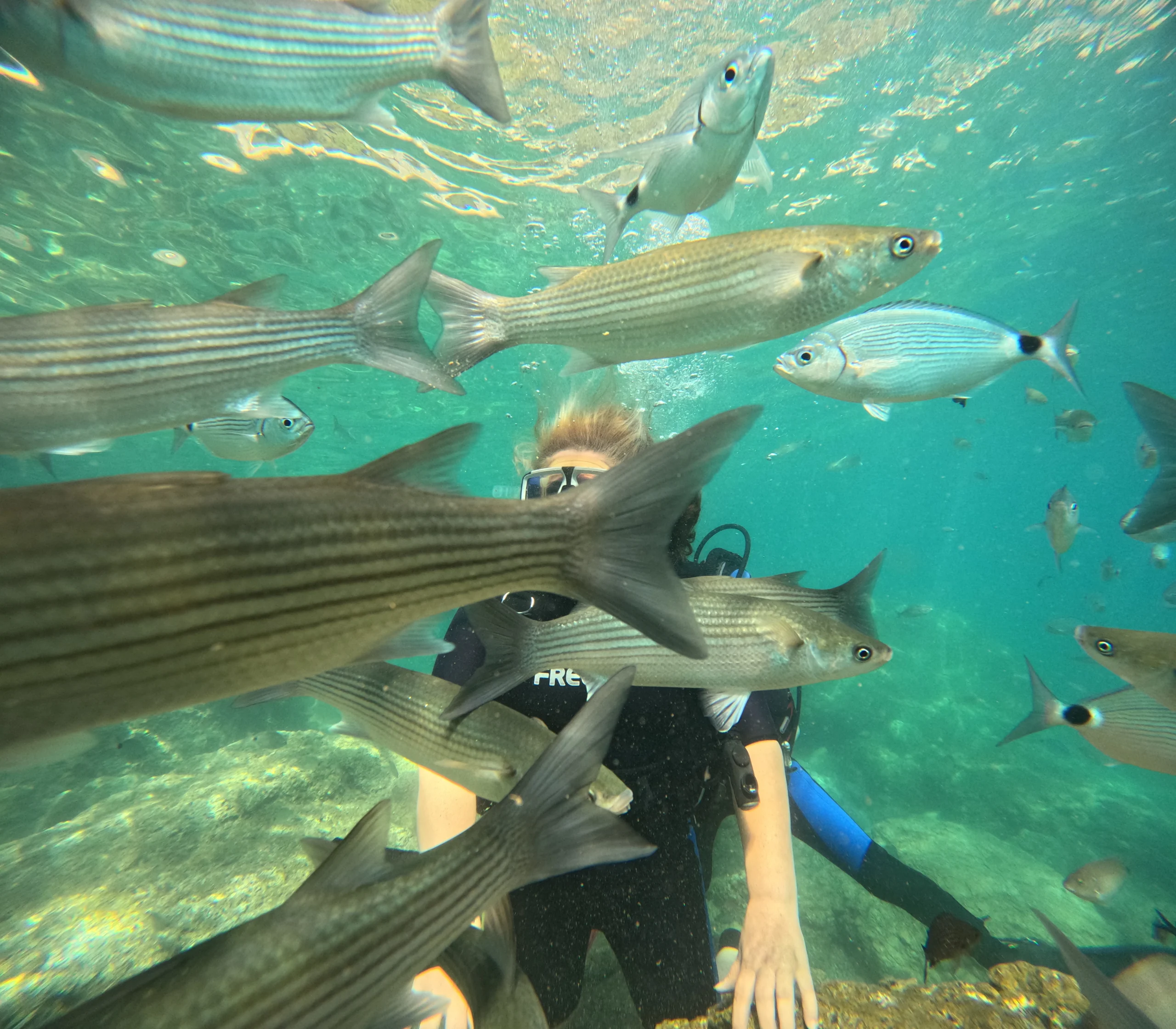 Türkiye'nin önemli turizm merkezlerinden Muğla'nın Marmaris ilçesi, son yıllarda dalış