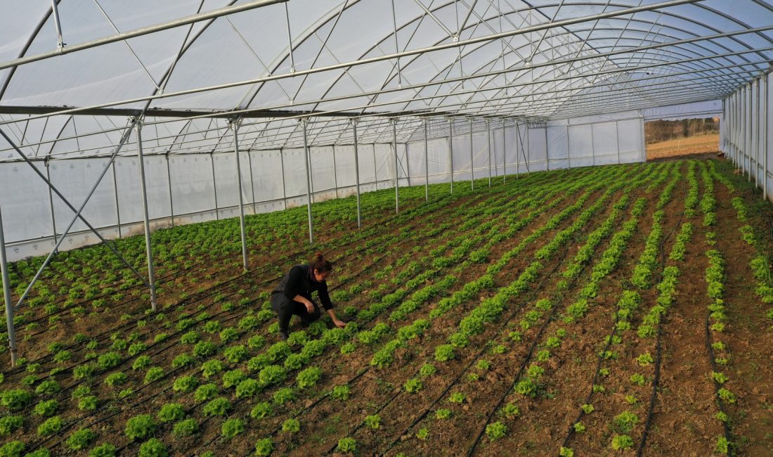 Kocaeli Büyükşehir Belediyesi, tarımsal üretimi artırmak ve kırsal kalkınmayı desteklemek