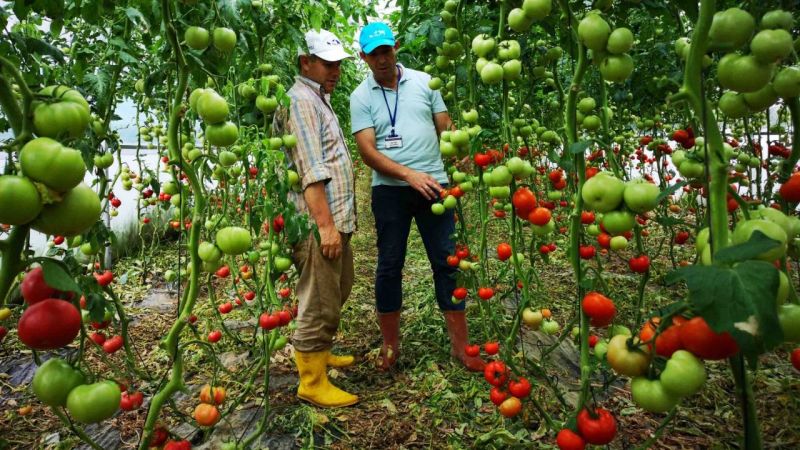 Büyükşehir Belediyesi, “Seracılığı Geliştirme Projesi” kapsamında, çiftçilere yüzde 50 hibeli