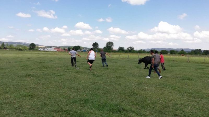 Kurban Bayramına az bir zaman kala kaçan kurbanlar için Kartepe