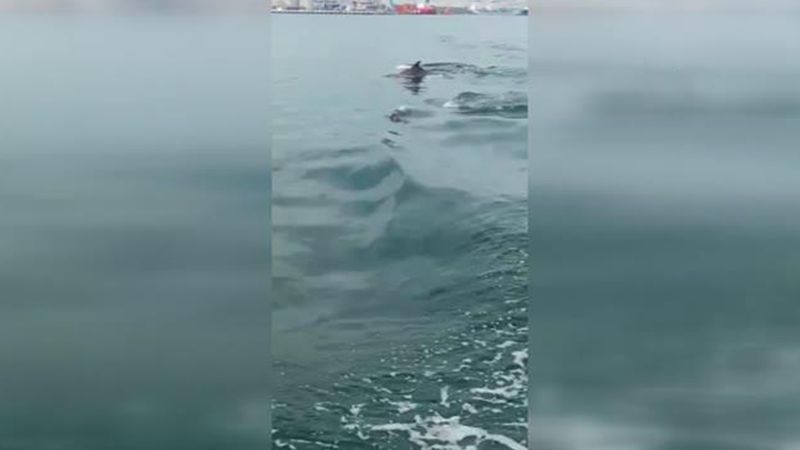 İzmit Körfezi'nde yer yer su yüzeyinde deniz salyasından (müsilaj) kaynaklı