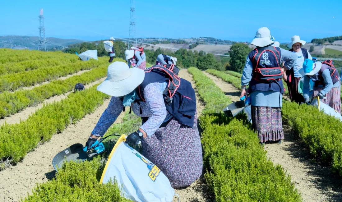 Kocaeli'de yaklaşık 5 yıl önce başlatılan Tıbbi ve Aromatik Bitki