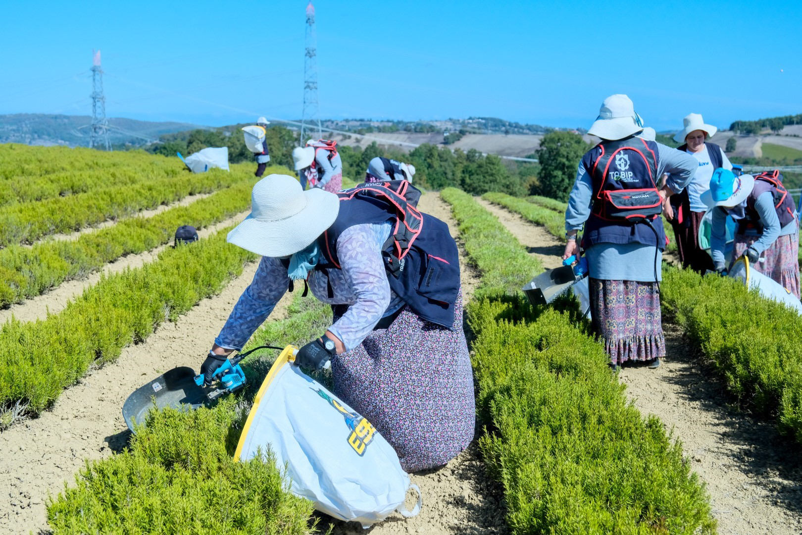 Kocaeli'de yaklaşık 5 yıl önce başlatılan Tıbbi ve Aromatik Bitki