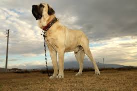 köpek