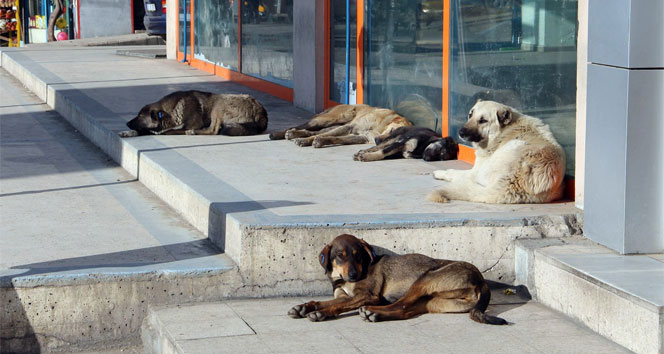 KÖPEK 444