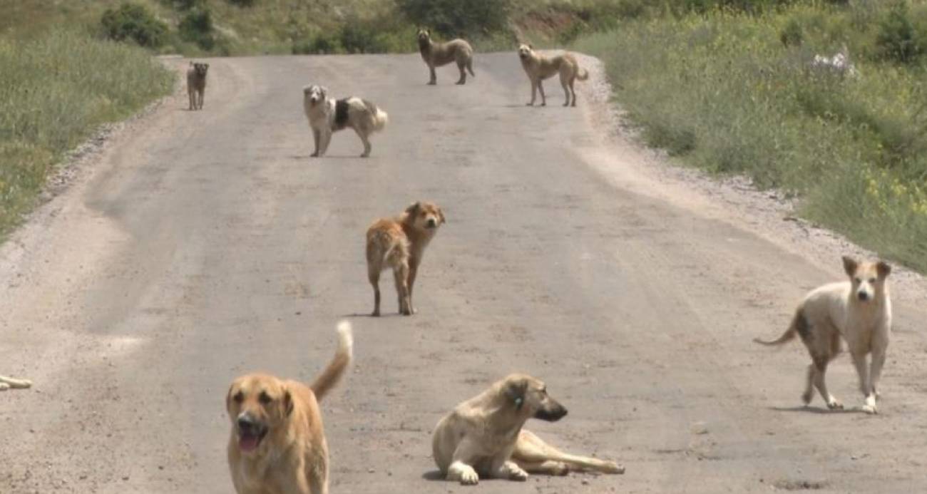 KÖPEK
