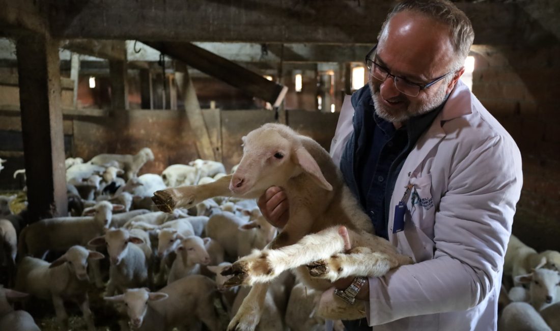 Kocaeli Büyükşehir Belediyesi’nin hayvancılığı geliştirmek için uyguladığı “Damızlık Koç Desteği
