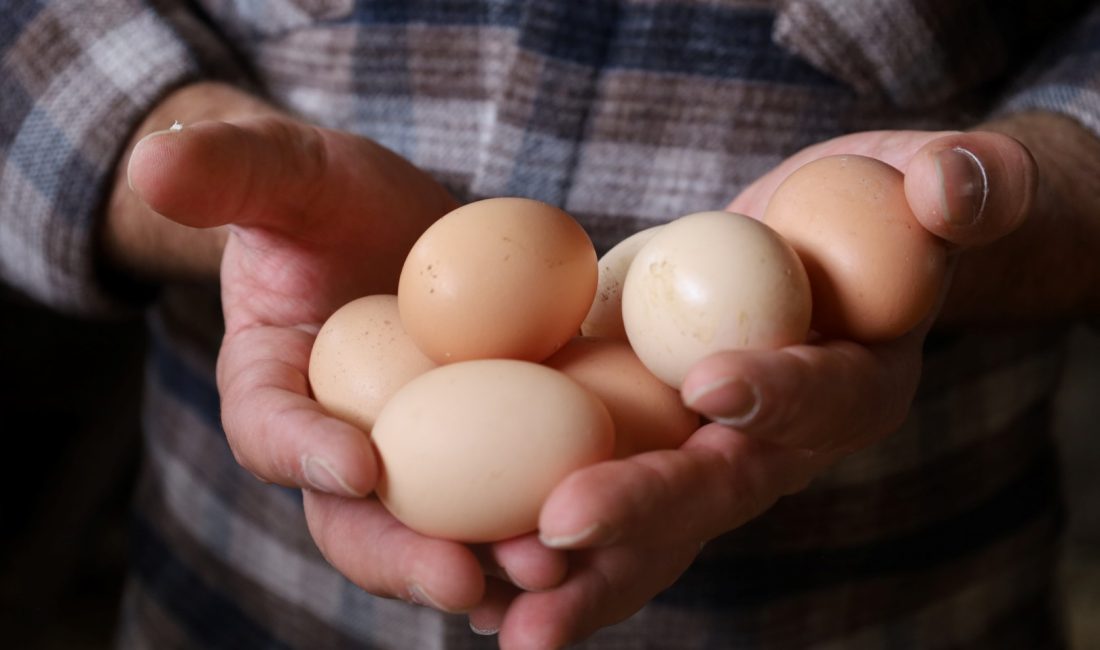 Kocaeli Büyükşehir Belediyesi’nin yüzde 50 hibeli “Doğal Salma Yumurta Tavukçuluğu