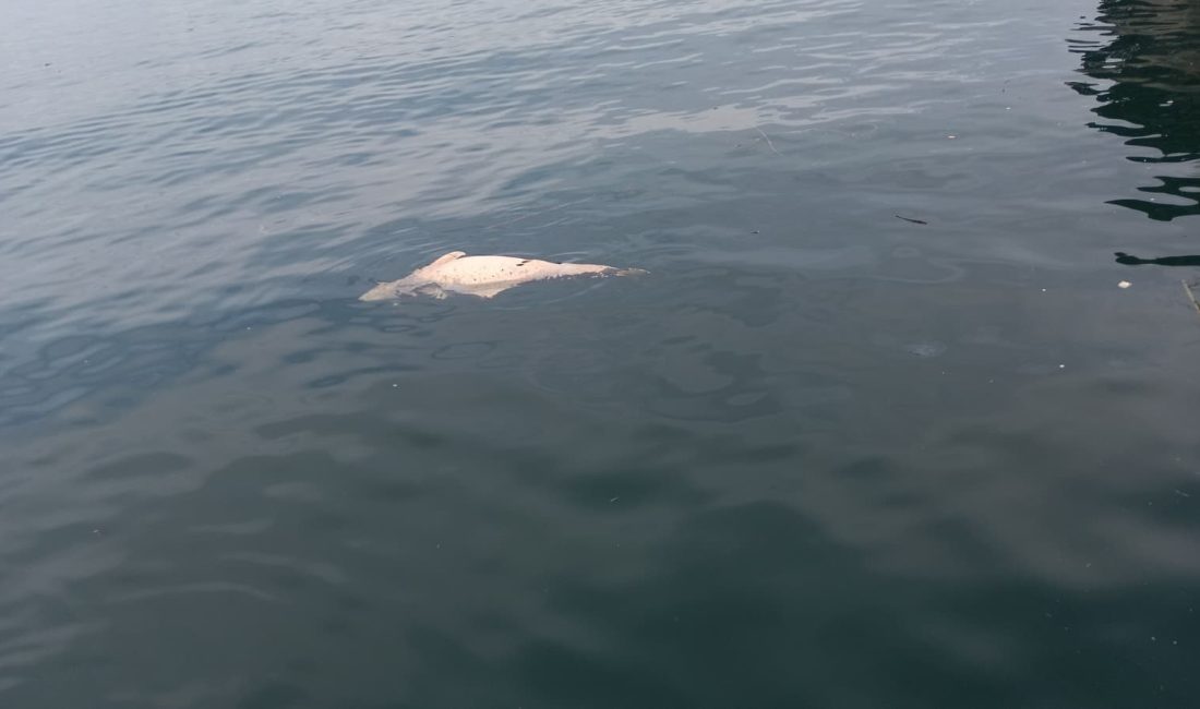 Kocaeli'nin Karamürsel ilçesinde kıyıya yakın bir noktada, su yüzeyinde çürümekte